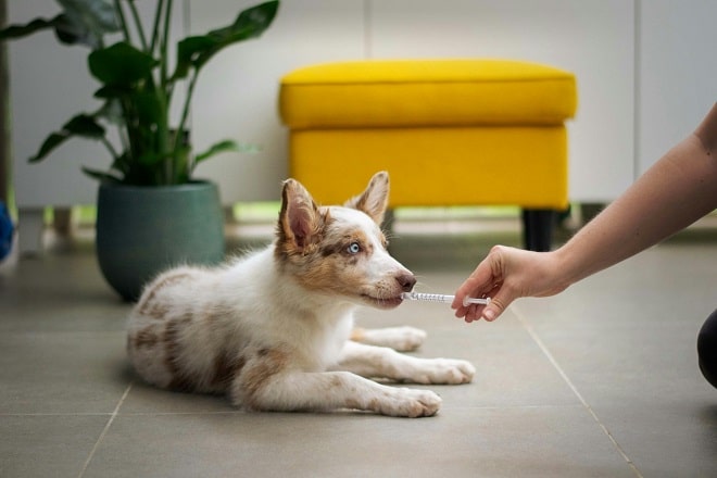 Potencia tu clínica veterinaria en Madrid con estas 12 ideas para atraer más clientes